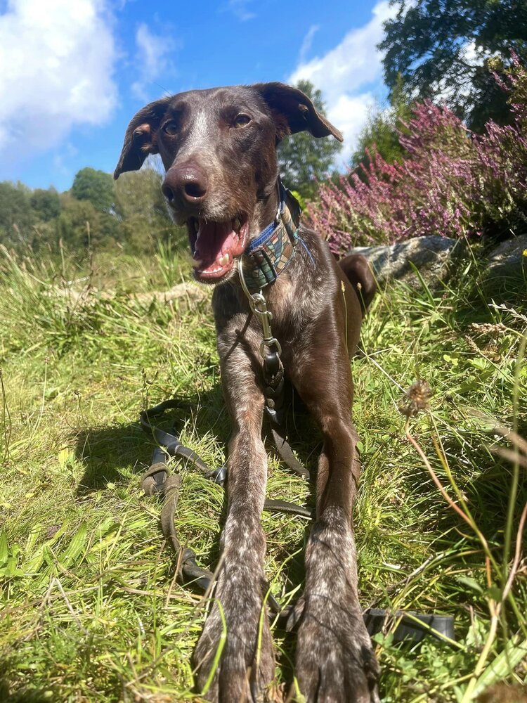 Bertie