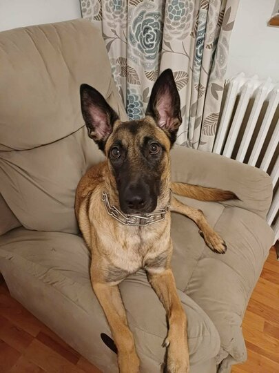 SKY - Urgentně hledá domov nebo dočasku 