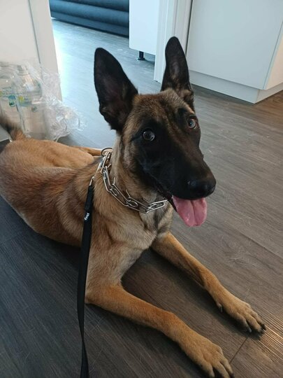 SKY - Urgentně hledá domov nebo dočasku 