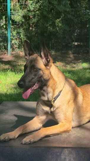 SKY - Urgentně hledá domov nebo dočasku 